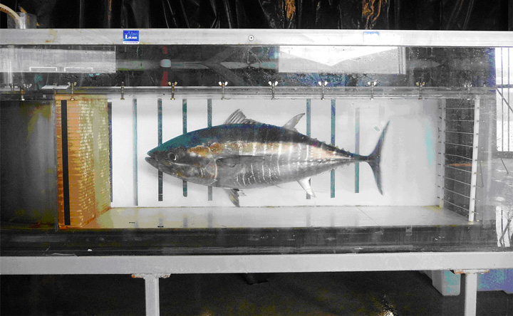 Yellowfin tuna (B. Block, Stanford University)